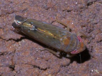 Scaphoideus atlantus